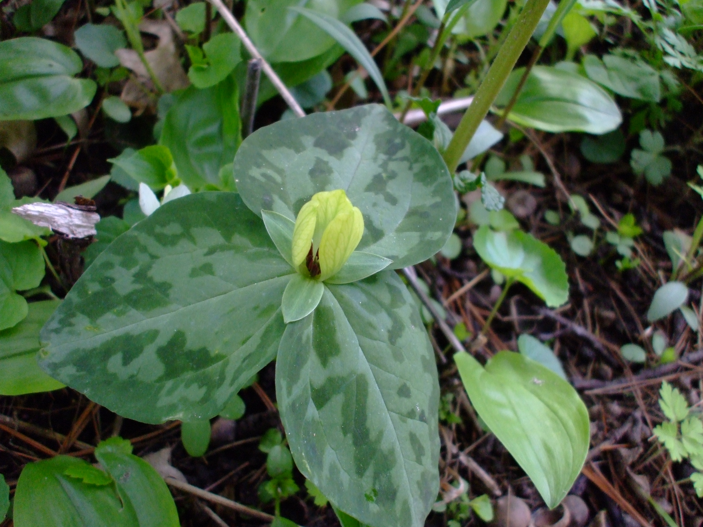 Trillium discolor